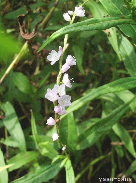 e0025300_15132881.jpg