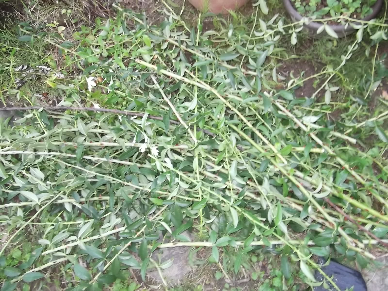 a0203003_18563890.jpg