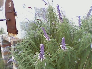 f0113108_16582491.jpg