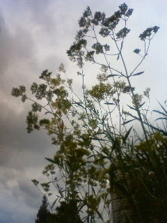 c0062511_23124434.jpg