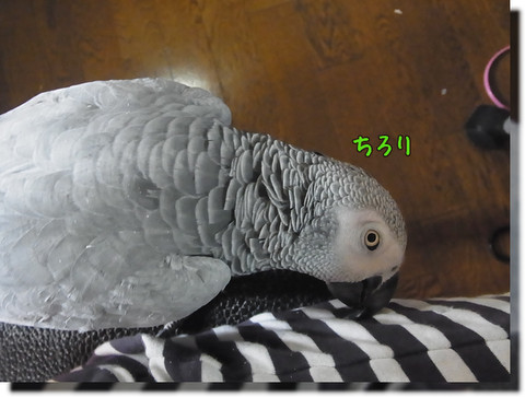 c0133013_1555293.jpg