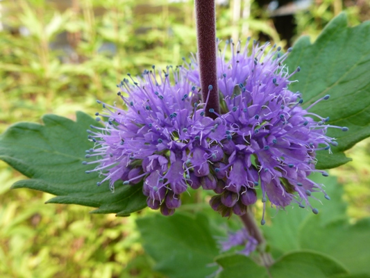 c0042418_928591.jpg