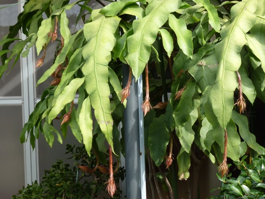 c0042418_9295251.jpg