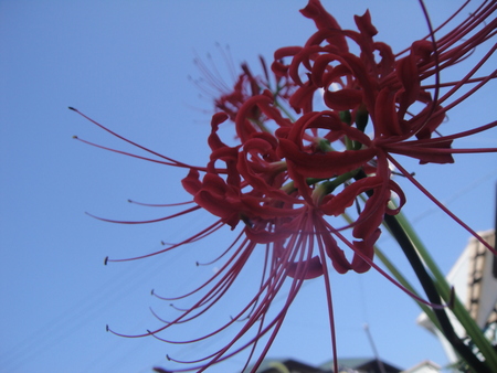 c0108460_1654141.jpg