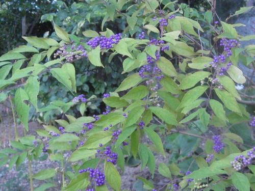 b0267163_161855100.jpg
