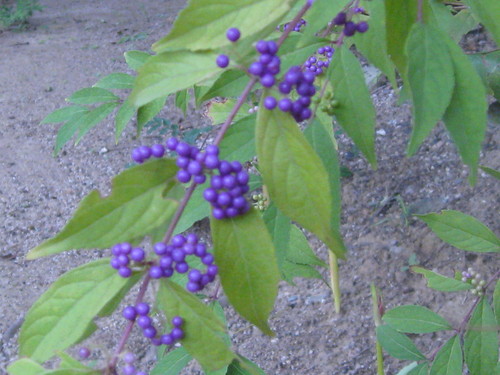 b0267163_16195552.jpg