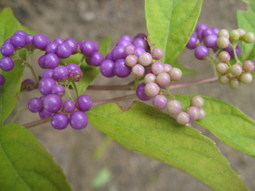 b0267163_16223883.jpg