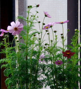 f0054677_8272189.jpg