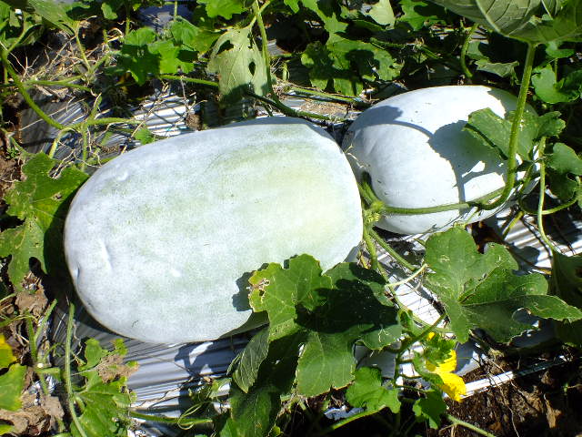 e0145782_1930859.jpg