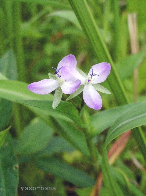 e0025300_17562817.jpg