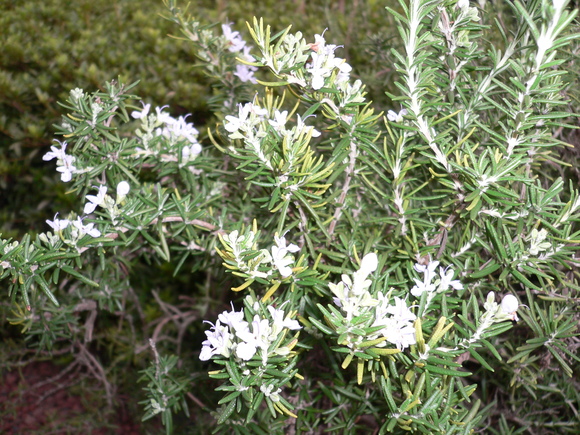 a0249215_17344530.jpg