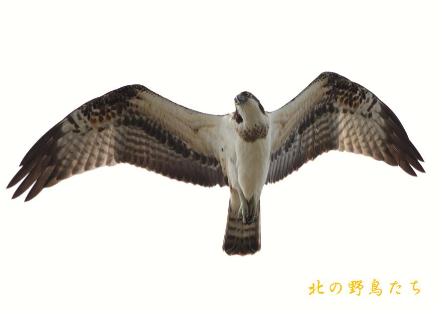 e0266021_2128010.jpg