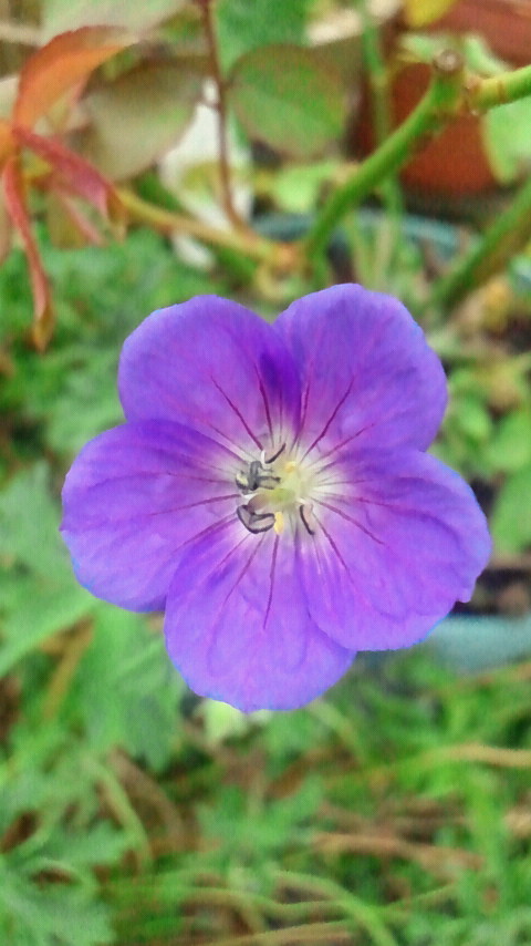 e0270632_452284.jpg