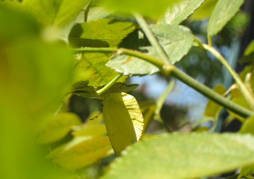 b0178339_19284637.jpg