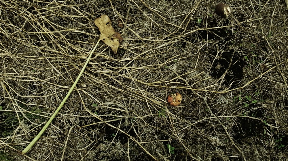 e0009147_20164432.jpg