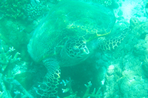 f0190653_21591950.jpg