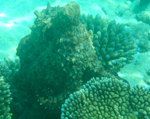 f0190653_21594774.jpg