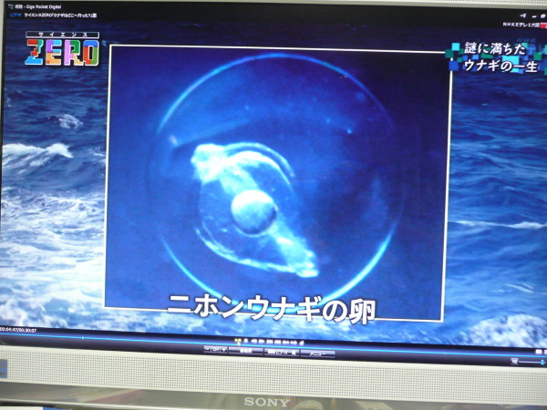 b0118987_1552016.jpg