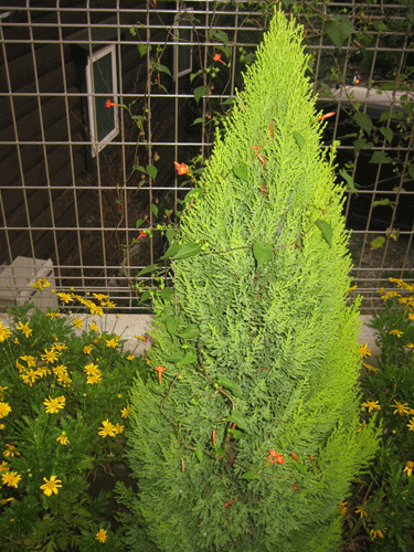 a0091796_17193128.gif