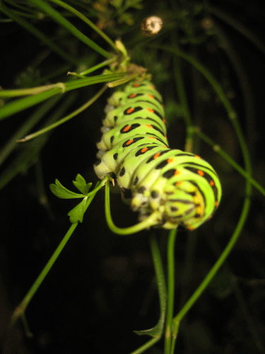 a0091796_1720115.gif