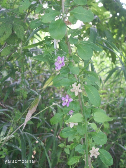 e0025300_9262764.jpg