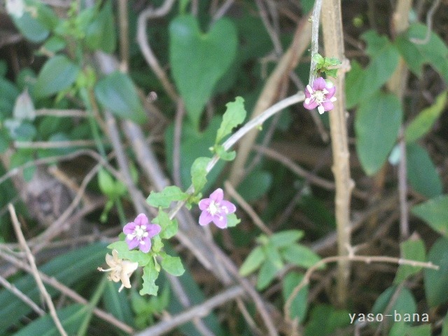 e0025300_9295869.jpg