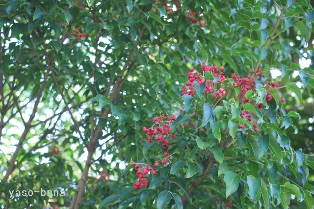e0025300_9365738.jpg