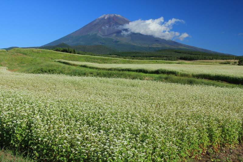 a0188405_8311339.jpg