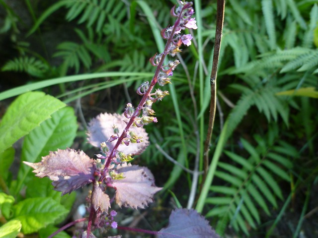 d0037110_19113163.jpg