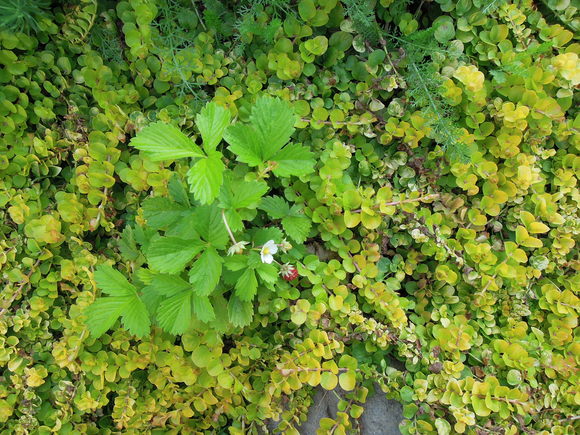 e0242423_653011.jpg