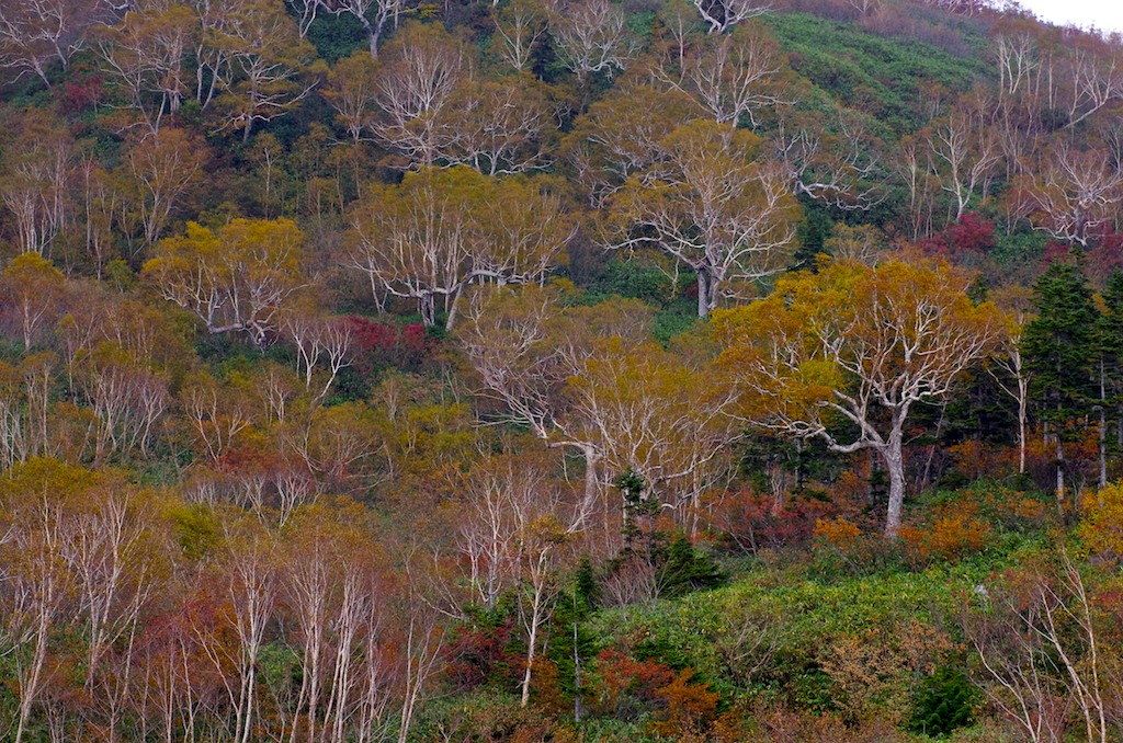 e0131966_12561034.jpg