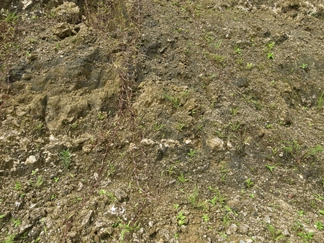 a0067578_1859269.jpg