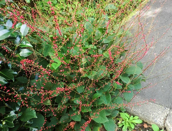 e0143690_17451655.jpg