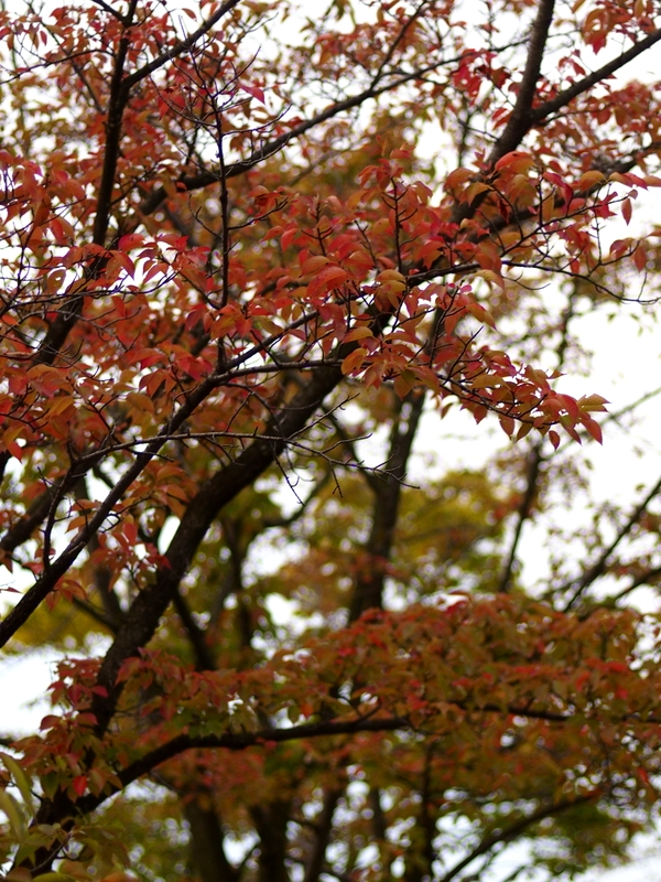 b0138101_16285422.jpg