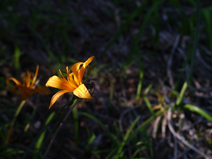 c0187503_2154619.jpg