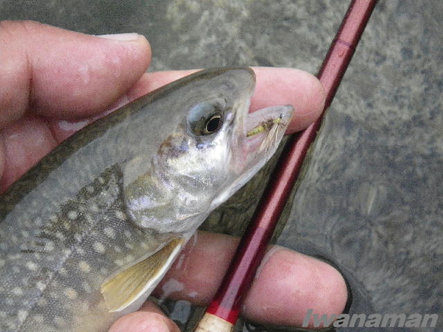 b0172209_9306100.jpg