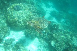f0190653_1110744.jpg