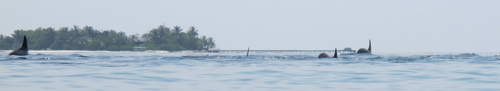 f0190653_1112944.jpg