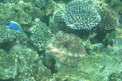 f0190653_1114633.jpg