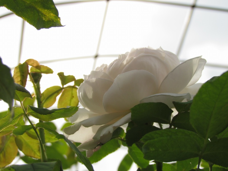 c0183777_9101168.jpg