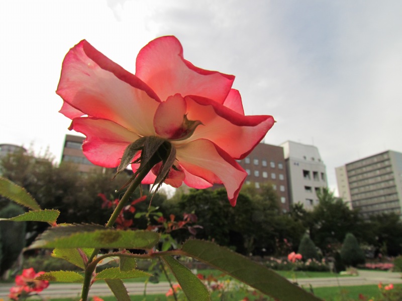 c0183777_91022100.jpg