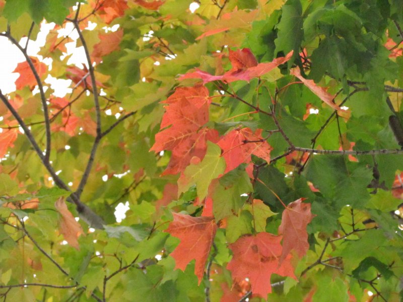 c0183777_9182751.jpg