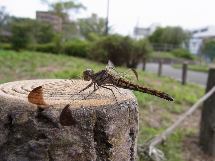 c0208989_10103985.jpg