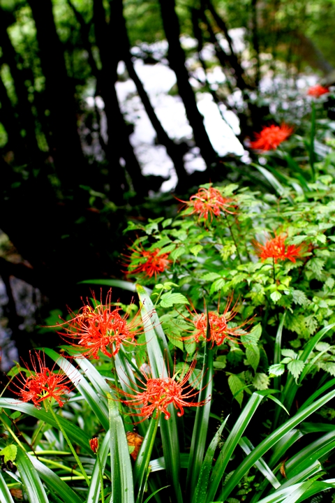 a0097006_082365.jpg