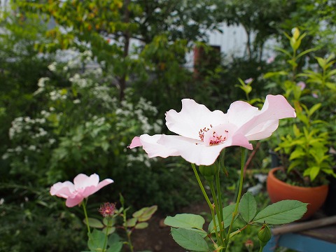 c0117007_220236.jpg