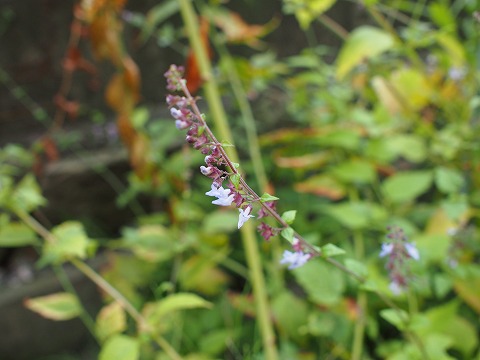 c0117007_221214.jpg