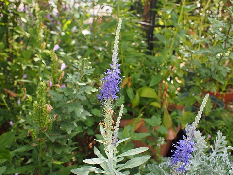 c0117007_2225286.jpg