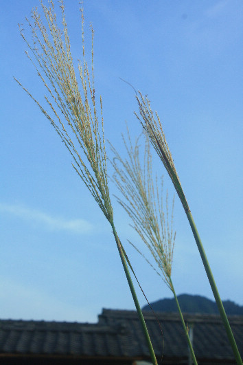 d0154609_13373771.jpg