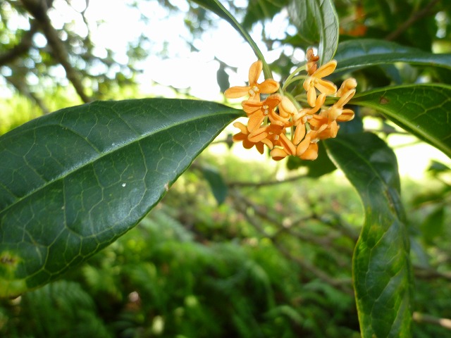 d0037110_195285.jpg
