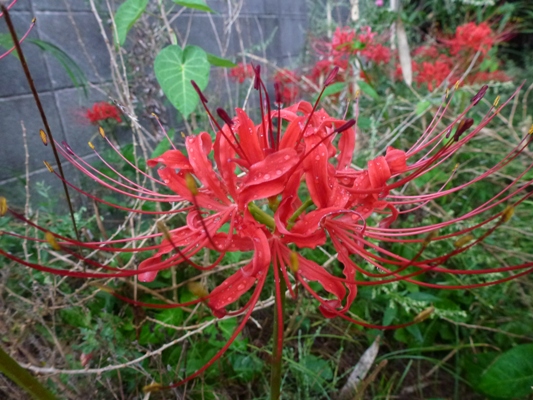 c0042418_8532430.jpg
